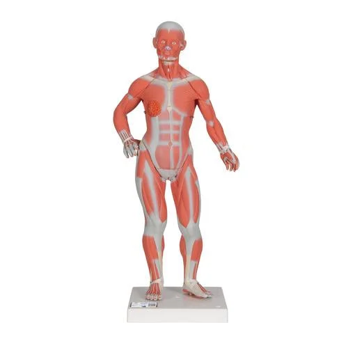 1/3 Life-Size Human Muscle Figure, 2 part – 3B Smart Anatomy – 1000212