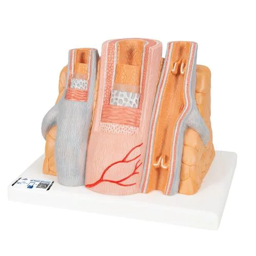 3B MICROanatomy Artery & Vein Model, 14 times Enlarged – 3B Smart Anatomy – 1000279