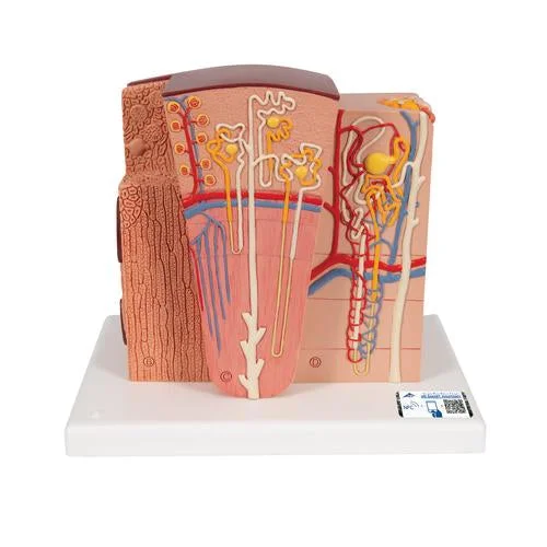3B MICROanatomy Kidney Model – 3B Smart Anatomy – 1000301