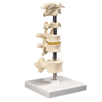 3B Scientific Anatomical Model – 5 mounted vertebrae with removable stand – Includes 3B Smart Anatomy – 12-4594