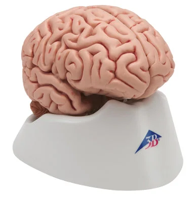 3B Scientific Anatomical Model – classic brain 5-part – Includes 3B Smart Anatomy – 12-4562