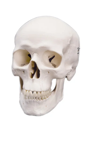 3B Scientific Anatomical Model – classic skull, 3 part – Includes 3B Smart Anatomy – 12-4547
