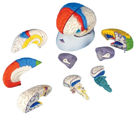 3B Scientific Anatomical Model – deluxe brain neuro-anatomical, 8-part – Includes 3B Smart Anatomy – 12-4560
