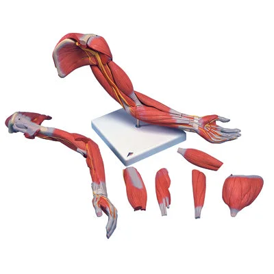 3B Scientific Anatomical Model – Deluxe muscular arm 6-part – Includes 3B Smart Anatomy – 12-4558