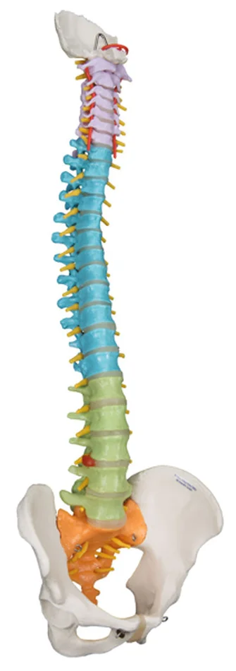 3B Scientific Anatomical Model – flexible spine, didactic – Includes 3B Smart Anatomy – 12-4536