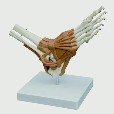 3B Scientific Anatomical Model – Foot Joint – Includes 3B Smart Anatomy – 12-4701
