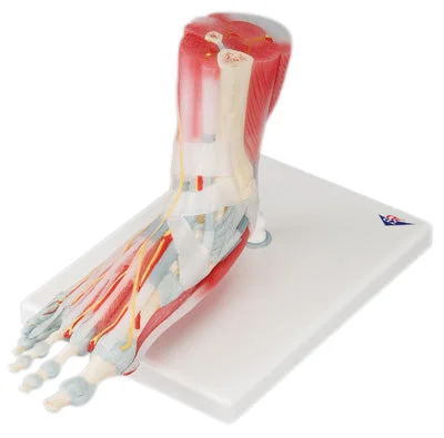 3B Scientific Anatomical Model – foot skeleton with removable ligaments & muscles, 6-part – Includes 3B Smart Anatomy – 12-4524