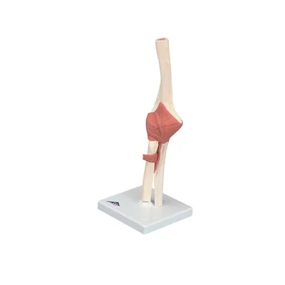 3B Scientific Anatomical Model – functional elbow joint, deluxe – Includes 3B Smart Anatomy – 12-4516