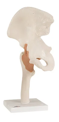 3B Scientific Anatomical Model – functional hip joint – Includes 3B Smart Anatomy – 12-4510