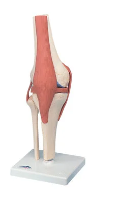 3B Scientific Anatomical Model – functional knee joint, deluxe – Includes 3B Smart Anatomy – 12-4515