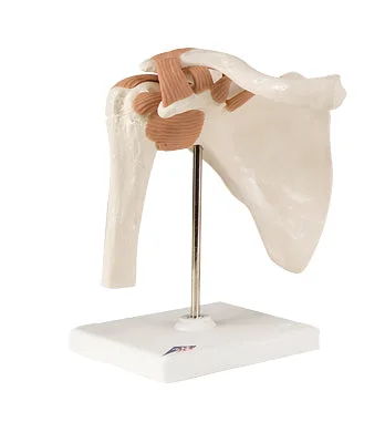 3B Scientific Anatomical Model – functional shoulder joint – Includes 3B Smart Anatomy – 12-4509