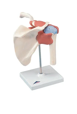 3B Scientific Anatomical Model – functional shoulder joint, deluxe – Includes 3B Smart Anatomy – 12-4513