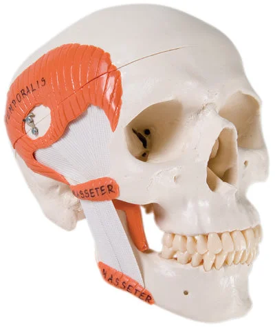 3B Scientific Anatomical Model – functional skull, 2 part with masticator muscles – Includes 3B Smart Anatomy – 12-4548