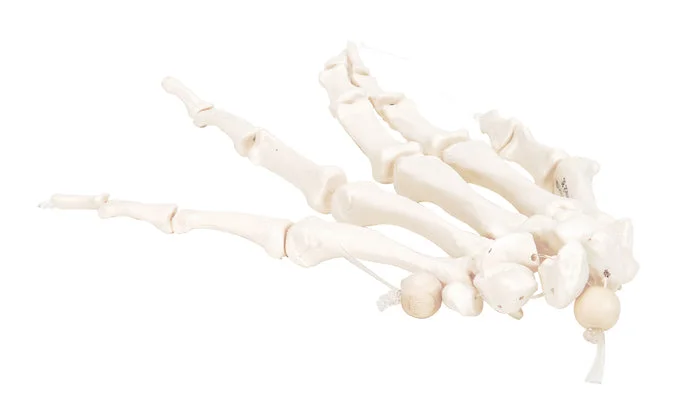 3B Scientific Anatomical Model – loose bones, hand skeleton, right (nylon) – Includes 3B Smart Anatomy – 12-4580NR