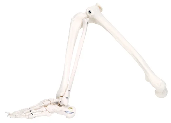 3B Scientific Anatomical Model – loose bones, leg skeleton (wire) – Includes 3B Smart Anatomy – 12-4586R