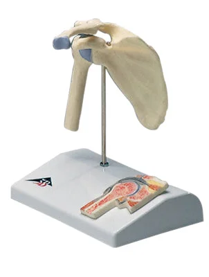 3B Scientific Anatomical Model – mini shoulder joint with cross section of bone on base – Includes 3B Smart Anatomy – 12-4519