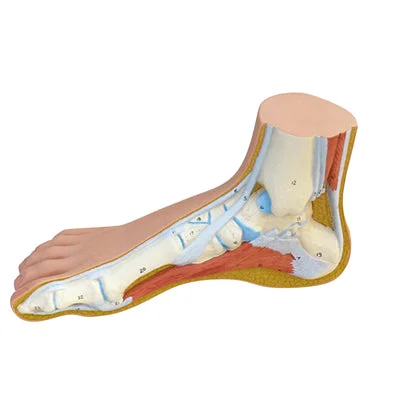 3B Scientific Anatomical Model – Normal Foot – Includes 3B Smart Anatomy – 12-4802