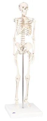 3B Scientific Anatomical Model – Sectional Knee Joint Model, 3 part – Includes 3B Smart Anatomy – 12-4806