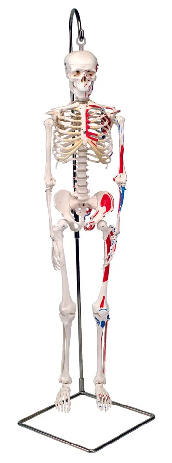 3B Scientific Anatomical Model – Shorty the mini skeleton with muscles on hanging stand – Includes 3B Smart Anatomy – 12-4507