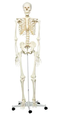 3B Scientific Anatomical Model – Stan the classic skeleton on roller stand – Includes 3B Smart Anatomy – 12-4500