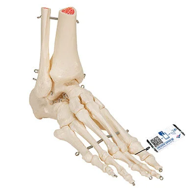 3B Scientific Anatomical Model, Human Foot and Ankle Skeleton, Wire Mounted, Includes 3B Smart Anatomy – 12-4189