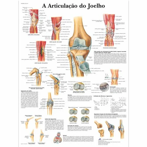A Articulacao do Joelho, 50×67 cm, Laminado – 1002145