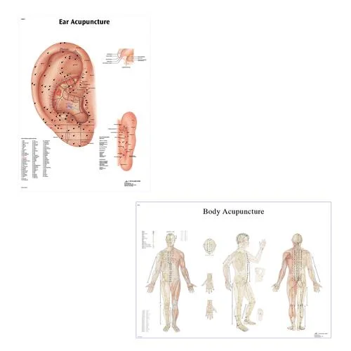 Acupuncture charts, ear and body – 3011923
