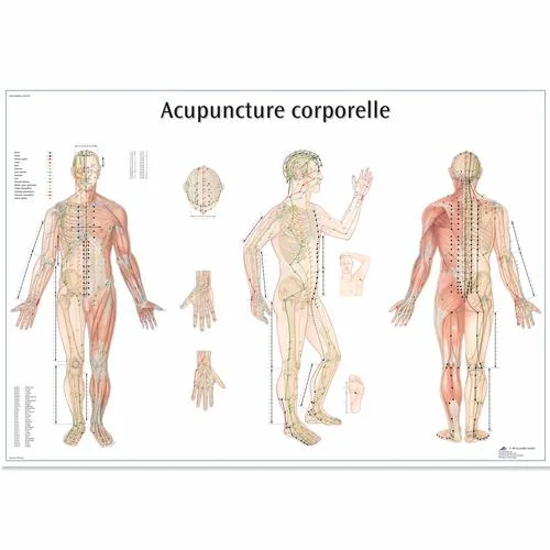 Acupuncture corporelle – 1001795