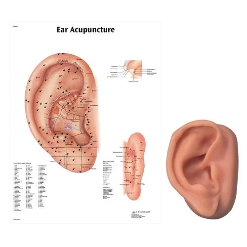 Acupuncture right ear model and ear chart – 3011913