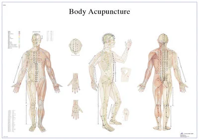 Anatomical Chart – acupuncture body, laminated – 12-4602L