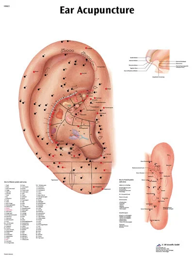 Anatomical Chart – acupuncture ear, paper – 12-4603P