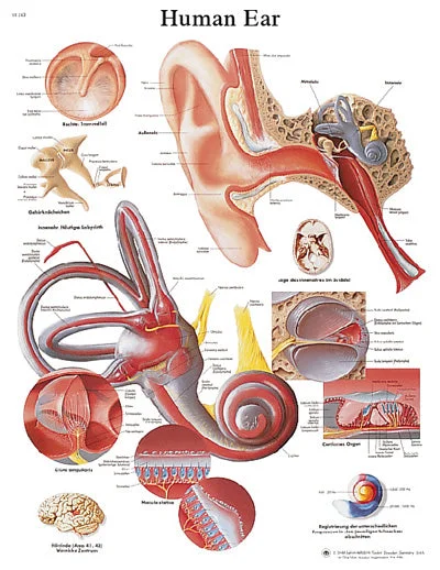 Anatomical Chart – ear, paper – 12-4606P