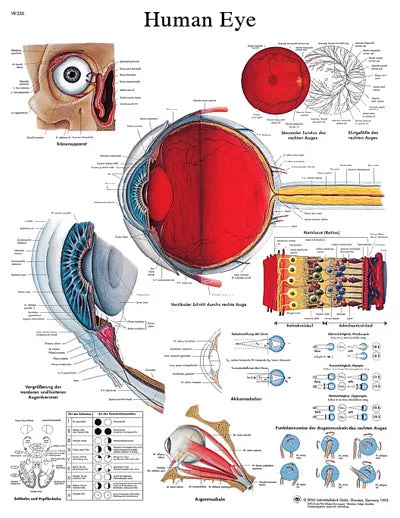 Anatomical Chart – eye, laminated – 12-4607L