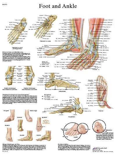 Anatomical Chart – foot & ankle, laminated – 12-4608L