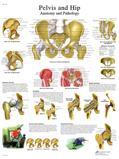 Anatomical Chart – hip & pelvis, paper – 12-4617P