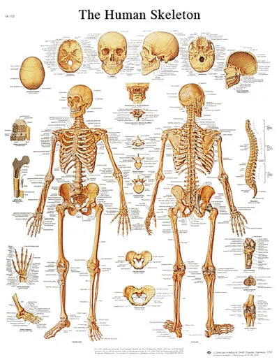 Anatomical Chart – human skeleton, laminated – 12-4620L