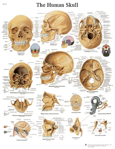 Anatomical Chart – human skull, paper – 12-4621P