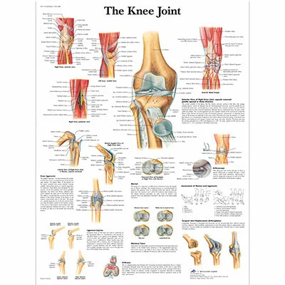 Anatomical Chart – knee joint, sticky back – 12-4611S
