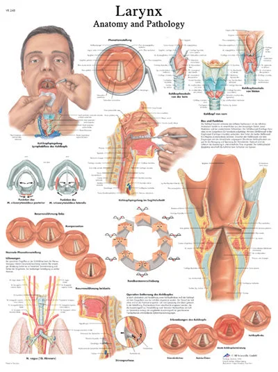 Anatomical Chart – larynx, laminated – 12-4612L