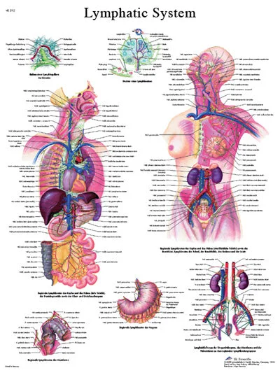 Anatomical Chart – lymphatic system, laminated – 12-4613L