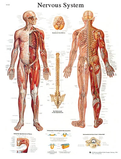 Anatomical Chart – nervous system chart, paper – 12-4628P