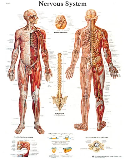 Anatomical Chart – nervous system chart, sticky back – 12-4628S
