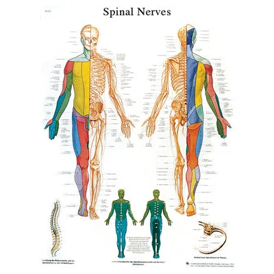 Anatomical Chart – spinal Nerves, paper – 12-4630P