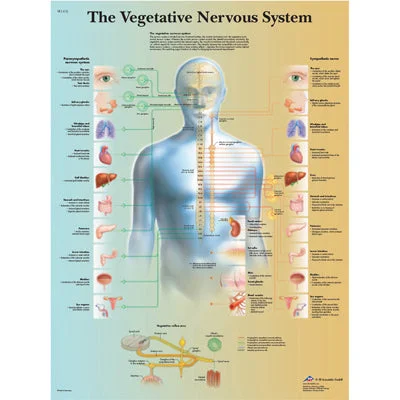 Anatomical Chart – vegetative nervous system, laminated – 12-4631L