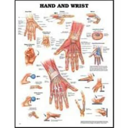 Anatomical Chart Company Anatomical Chart Hand and Wrist 20 X 26 Inch Styrene Plastic Grommets – 9781587796944