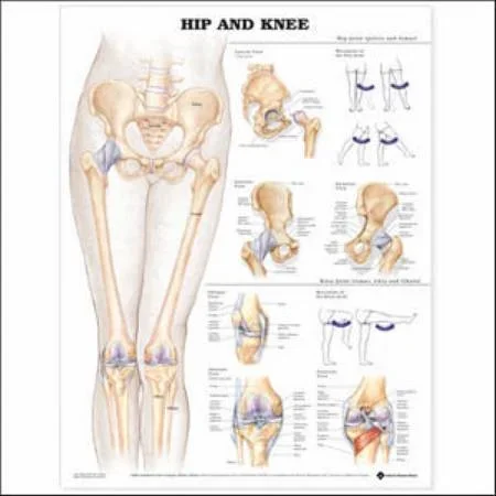Anatomical Chart Company Anatomical Chart Hip and Knee 20 X 26 Inch Styrene Plastic – 9781587798672