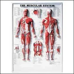 Anatomical Chart Company Anatomical Chart Muscular System 20 X 26 Inch Plastic Wall Mount Laminated – 1587790351