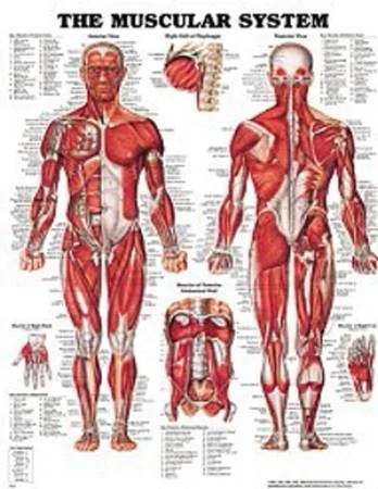 Anatomical Chart Company Anatomical Chart Muscular System 20 X 26 Inch Styrene Plastic Grommets Laminated – 9781587796838