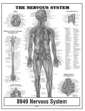 Anatomical Chart Company Anatomical Chart Nervous System 20 X 26 Inch Wall Mount Laminated – 9781587790447