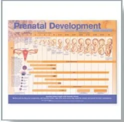 Anatomical Chart Company Anatomical Chart Prenatal Development 20 X 26 Inch Heavy Paper Wall Mount Laminated – 9780781782272